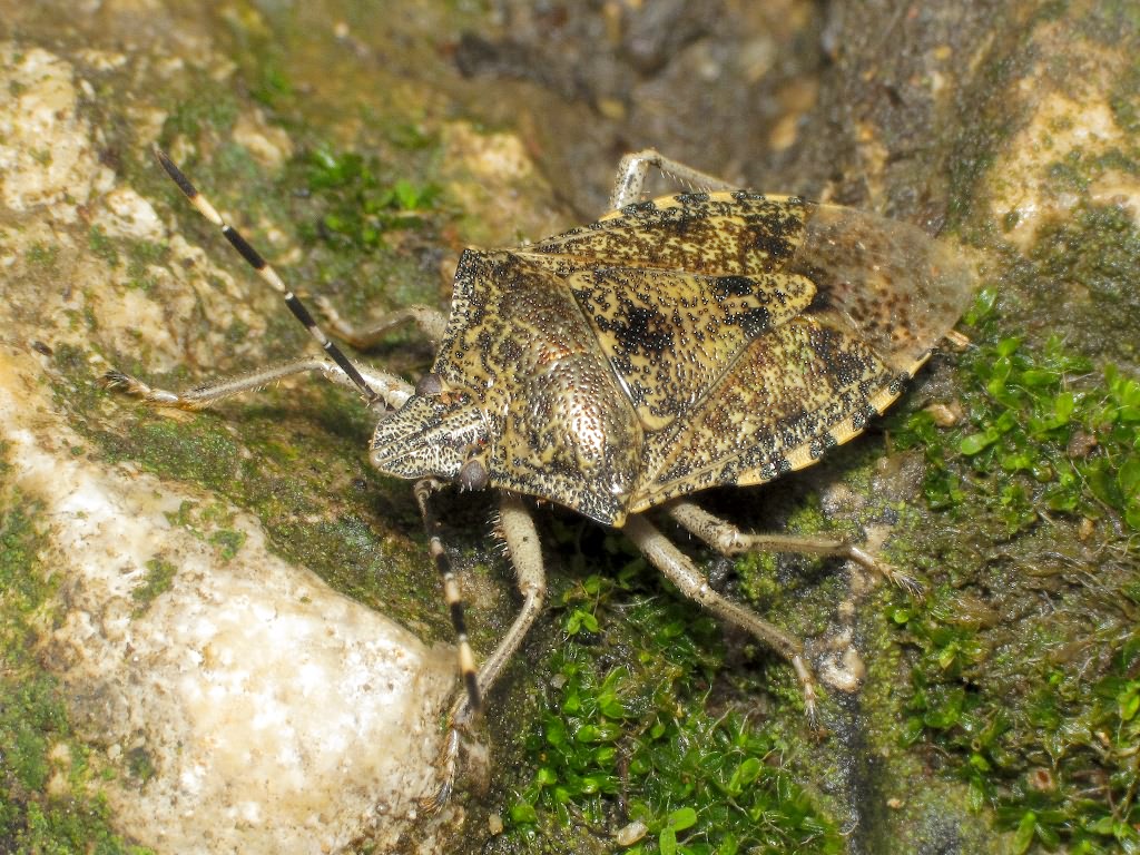 Rhaphigaster nebulosa (Poda, 1761)